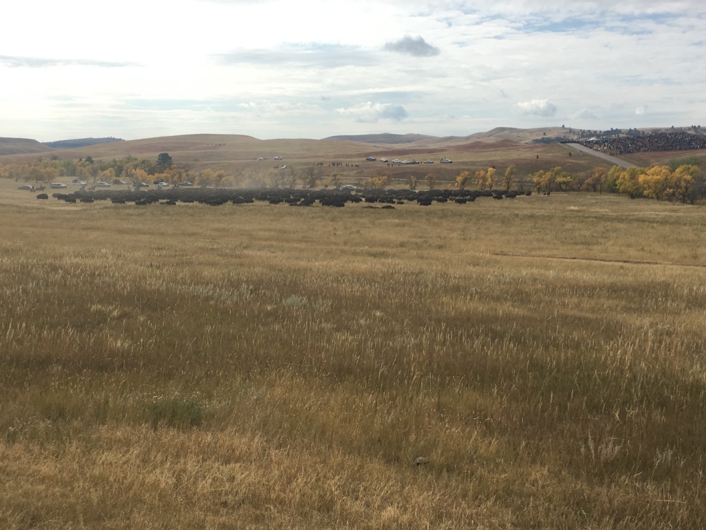 2017/09(September)/Chicago-South-Dakota/1024x768_2017-09-29-Custer-State-Park-Buffalo-Roundup-19.JPG