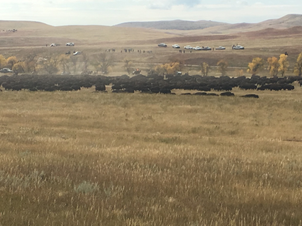 2017/09(September)/Chicago-South-Dakota/1024x768_2017-09-29-Custer-State-Park-Buffalo-Roundup-21.JPG