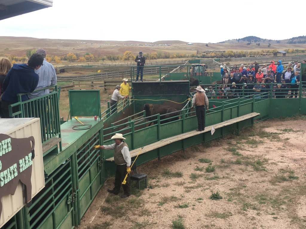 2017/09(September)/Chicago-South-Dakota/1024x768_2017-09-29-Custer-State-Park-Buffalo-Roundup-31.JPG
