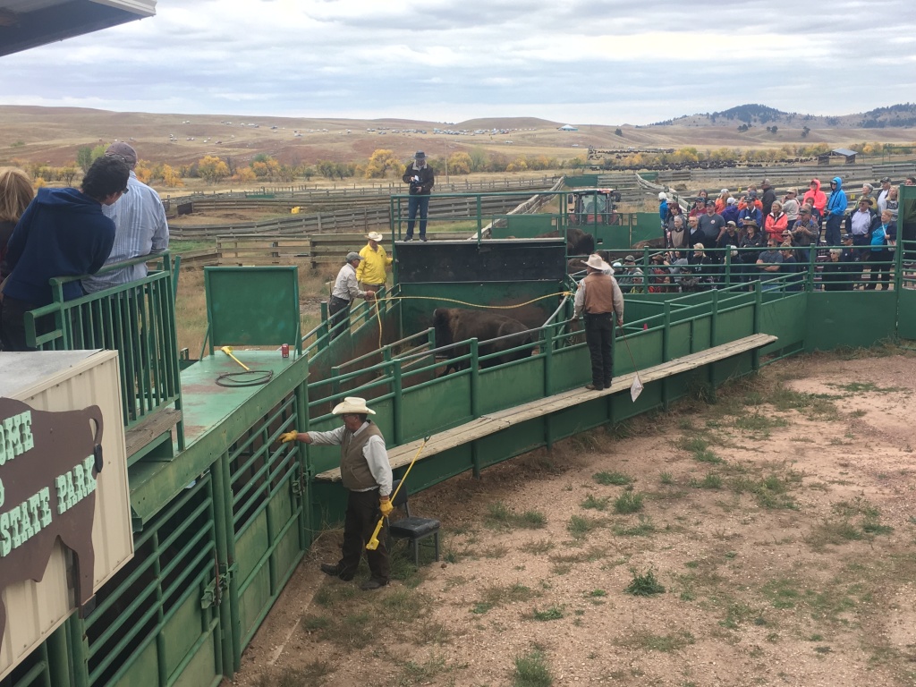 2017/09(September)/Chicago-South-Dakota/1024x768_2017-09-29-Custer-State-Park-Buffalo-Roundup-32.JPG