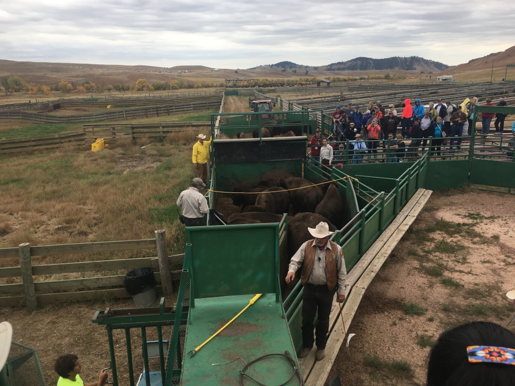 2017/09(September)/Chicago-South-Dakota/1024x768_2017-09-29-Custer-State-Park-Buffalo-Roundup-40.JPG