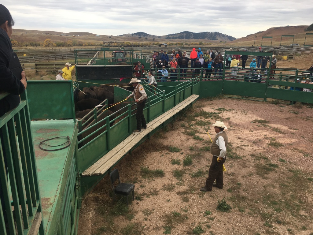 2017/09(September)/Chicago-South-Dakota/1024x768_2017-09-29-Custer-State-Park-Buffalo-Roundup-42.JPG