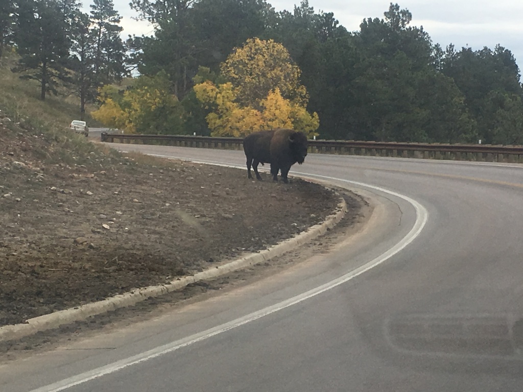 2017/09(September)/Chicago-South-Dakota/1024x768_2017-09-29-Custer-State-Park-Buffalo-Roundup-47.JPG
