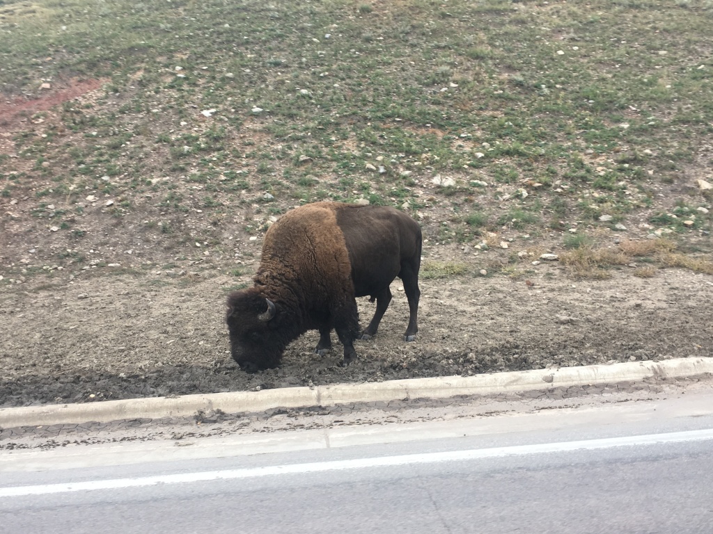 2017/09(September)/Chicago-South-Dakota/1024x768_2017-09-29-Custer-State-Park-Buffalo-Roundup-49.JPG