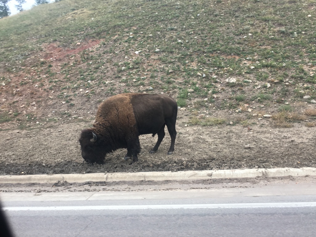2017/09(September)/Chicago-South-Dakota/1024x768_2017-09-29-Custer-State-Park-Buffalo-Roundup-50.JPG