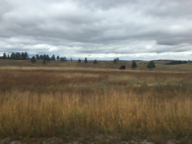 2017/09(September)/Chicago-South-Dakota/640x480_2017-09-25-Custer-State-Park-01.JPG