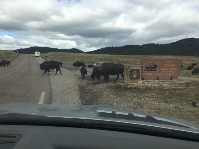 2017/09(September)/Chicago-South-Dakota/640x480_2017-09-25-Custer-State-Park-06.JPG