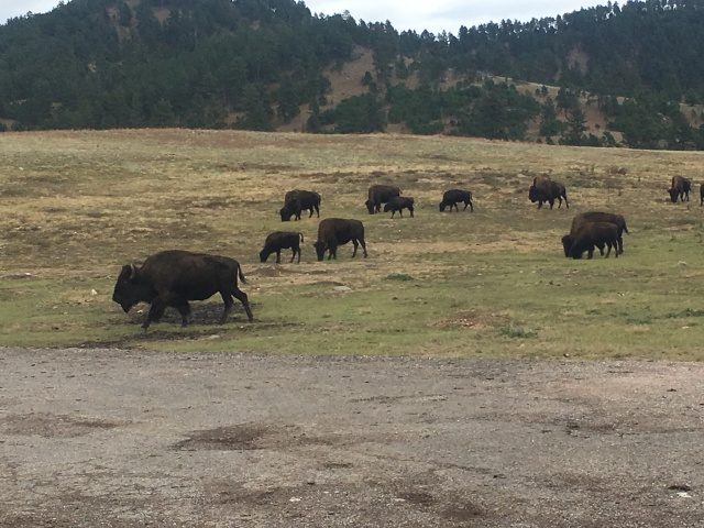 2017/09(September)/Chicago-South-Dakota/640x480_2017-09-25-Custer-State-Park-07.JPG