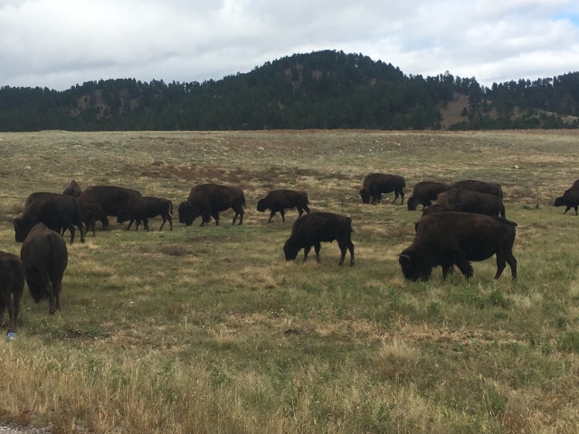 2017/09(September)/Chicago-South-Dakota/640x480_2017-09-25-Custer-State-Park-09.JPG