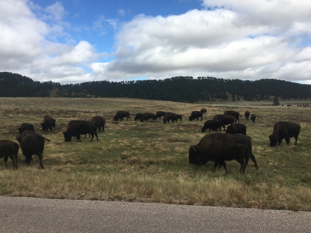 2017/09(September)/Chicago-South-Dakota/640x480_2017-09-25-Custer-State-Park-10.JPG