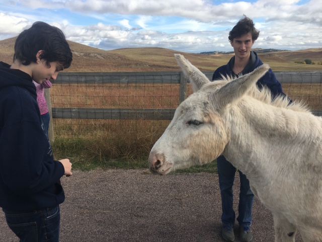 2017/09(September)/Chicago-South-Dakota/640x480_2017-09-25-Custer-State-Park-17-Dax-Chance-Donkey.JPG
