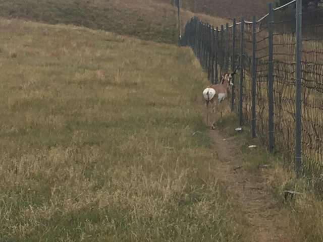 2017/09(September)/Chicago-South-Dakota/640x480_2017-09-29-Custer-State-Park-Buffalo-Roundup-07-antelope.JPG