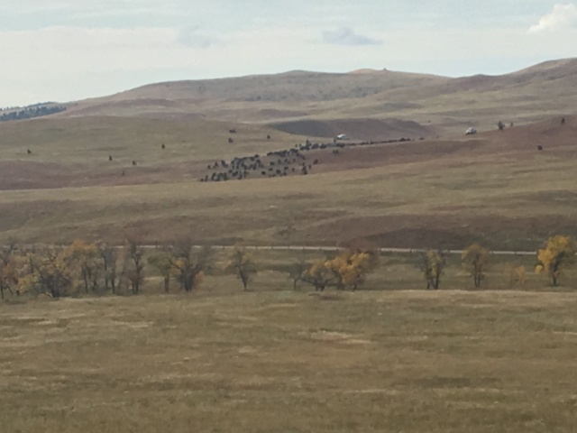 2017/09(September)/Chicago-South-Dakota/640x480_2017-09-29-Custer-State-Park-Buffalo-Roundup-10.JPG