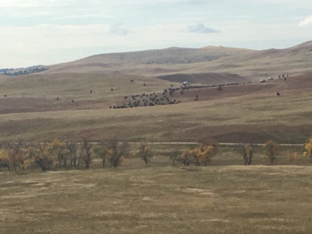 2017/09(September)/Chicago-South-Dakota/640x480_2017-09-29-Custer-State-Park-Buffalo-Roundup-11.JPG