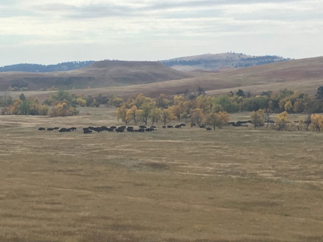2017/09(September)/Chicago-South-Dakota/640x480_2017-09-29-Custer-State-Park-Buffalo-Roundup-14.JPG