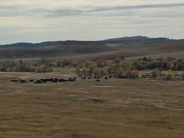 2017/09(September)/Chicago-South-Dakota/640x480_2017-09-29-Custer-State-Park-Buffalo-Roundup-16.JPG