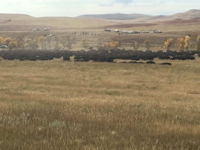 2017/09(September)/Chicago-South-Dakota/640x480_2017-09-29-Custer-State-Park-Buffalo-Roundup-21.JPG