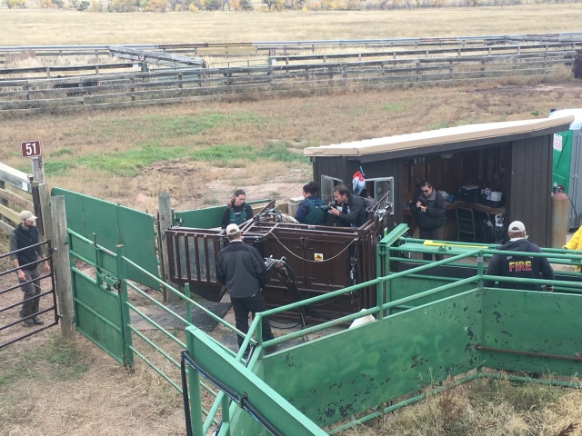 2017/09(September)/Chicago-South-Dakota/640x480_2017-09-29-Custer-State-Park-Buffalo-Roundup-35.JPG