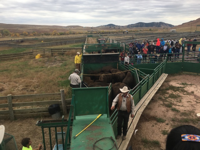2017-09-29-Custer-State-Park-Buffalo-Roundup-40.JPG