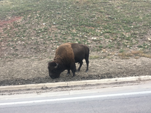 2017/09(September)/Chicago-South-Dakota/640x480_2017-09-29-Custer-State-Park-Buffalo-Roundup-49.JPG