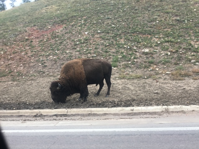 2017/09(September)/Chicago-South-Dakota/640x480_2017-09-29-Custer-State-Park-Buffalo-Roundup-50.JPG