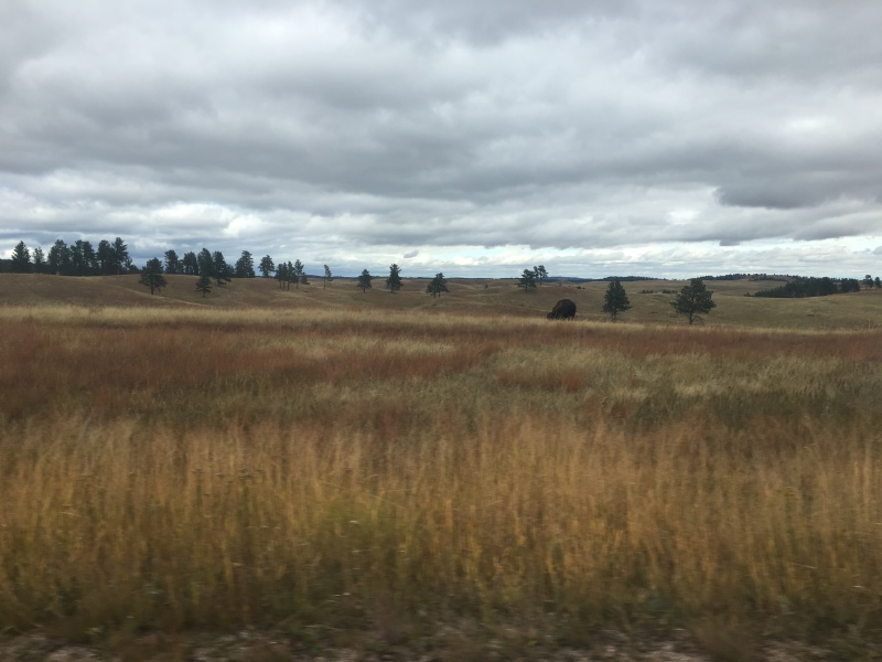2017/09(September)/Chicago-South-Dakota/800x600_2017-09-25-Custer-State-Park-01.JPG