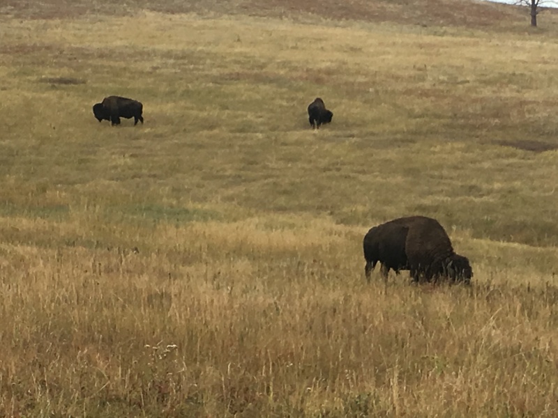 2017/09(September)/Chicago-South-Dakota/800x600_2017-09-25-Custer-State-Park-05.JPG