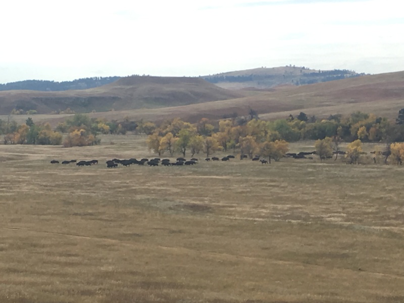 2017/09(September)/Chicago-South-Dakota/800x600_2017-09-29-Custer-State-Park-Buffalo-Roundup-13.JPG