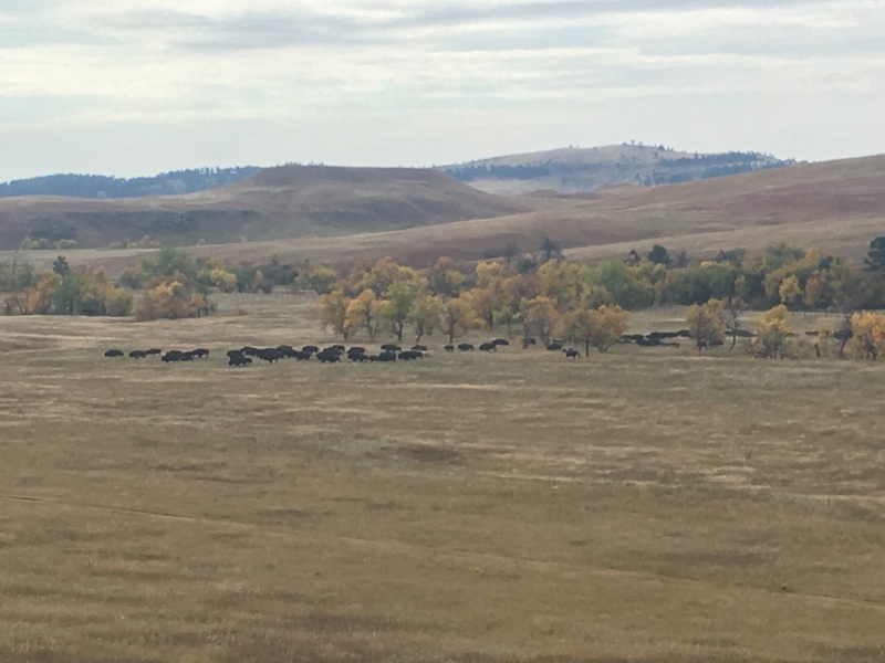 2017/09(September)/Chicago-South-Dakota/800x600_2017-09-29-Custer-State-Park-Buffalo-Roundup-14.JPG