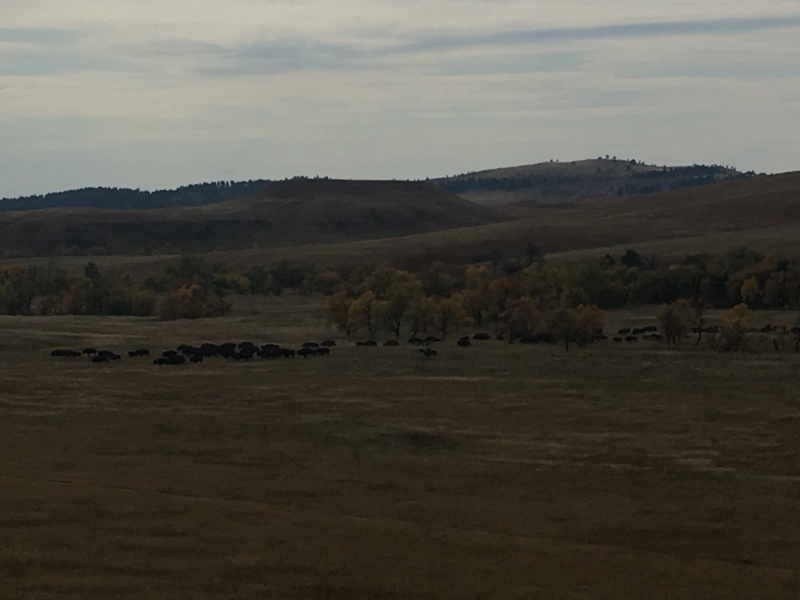 2017/09(September)/Chicago-South-Dakota/800x600_2017-09-29-Custer-State-Park-Buffalo-Roundup-15.JPG