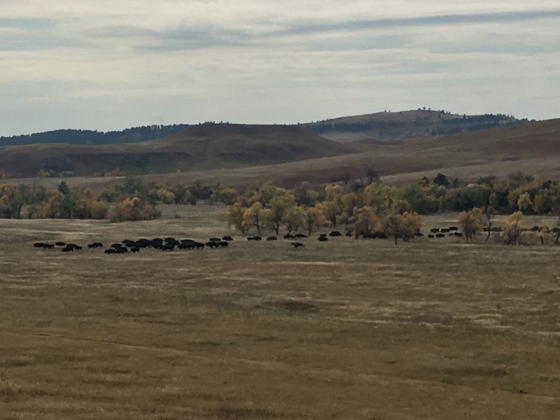 2017/09(September)/Chicago-South-Dakota/800x600_2017-09-29-Custer-State-Park-Buffalo-Roundup-16.JPG