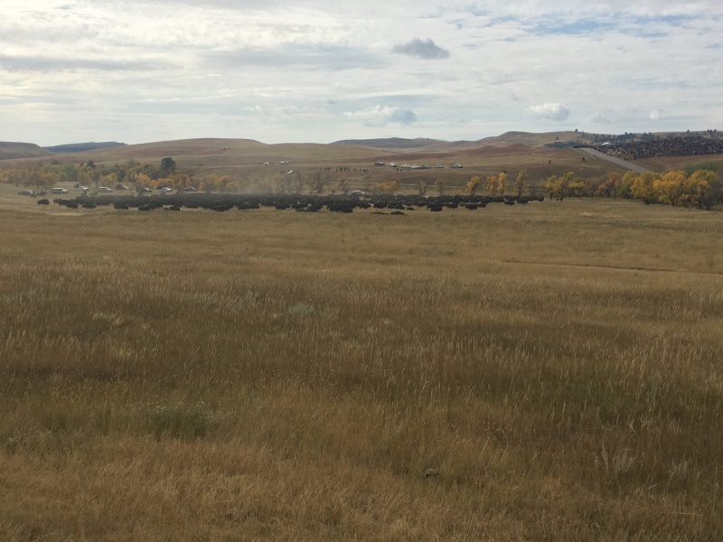 2017/09(September)/Chicago-South-Dakota/800x600_2017-09-29-Custer-State-Park-Buffalo-Roundup-20.JPG