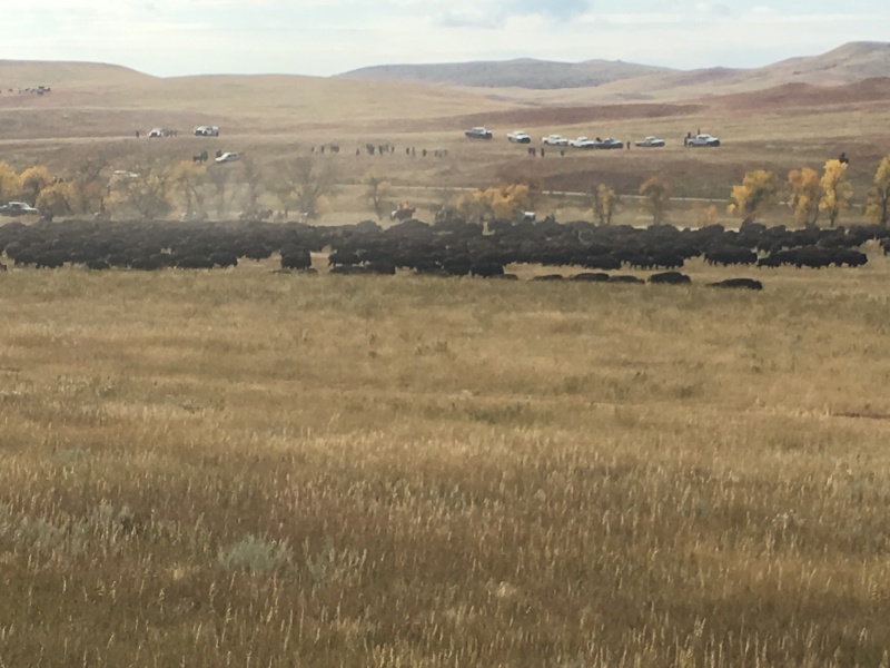 2017/09(September)/Chicago-South-Dakota/800x600_2017-09-29-Custer-State-Park-Buffalo-Roundup-21.JPG