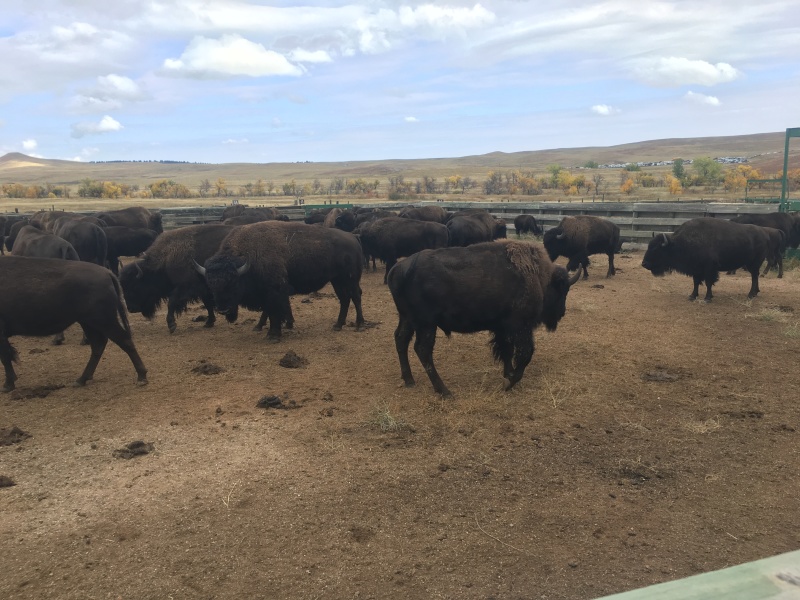 2017/09(September)/Chicago-South-Dakota/800x600_2017-09-29-Custer-State-Park-Buffalo-Roundup-25.JPG