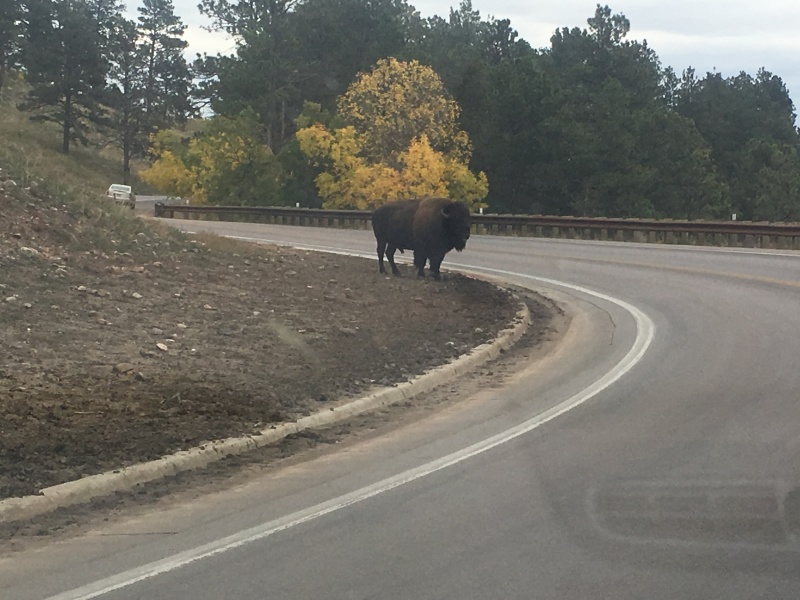 2017/09(September)/Chicago-South-Dakota/800x600_2017-09-29-Custer-State-Park-Buffalo-Roundup-47.JPG