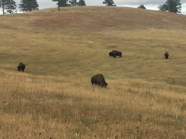 2017-09-25-Custer-State-Park-03.JPG