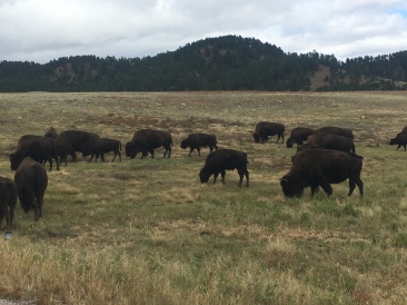 2017-09-25-Custer-State-Park-09.JPG