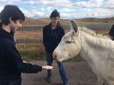 2017-09-25-Custer-State-Park-15-Dax-Chance-Donkey.JPG