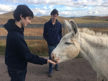 2017-09-25-Custer-State-Park-16-Dax-Chance-Donkey.JPG