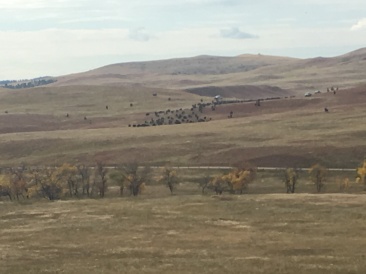 2017-09-29-Custer-State-Park-Buffalo-Roundup-11.JPG