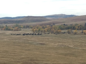 2017-09-29-Custer-State-Park-Buffalo-Roundup-13.JPG