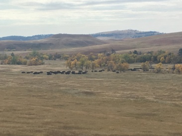 2017-09-29-Custer-State-Park-Buffalo-Roundup-14.JPG
