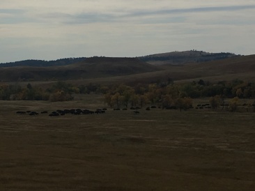 2017-09-29-Custer-State-Park-Buffalo-Roundup-15.JPG
