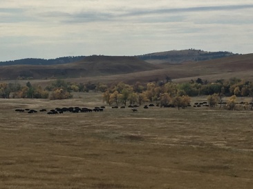 2017-09-29-Custer-State-Park-Buffalo-Roundup-16.JPG