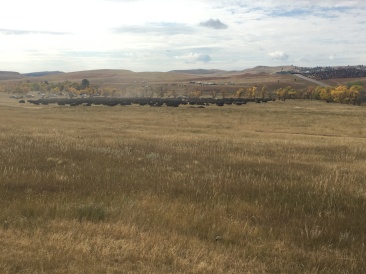 2017-09-29-Custer-State-Park-Buffalo-Roundup-19.JPG