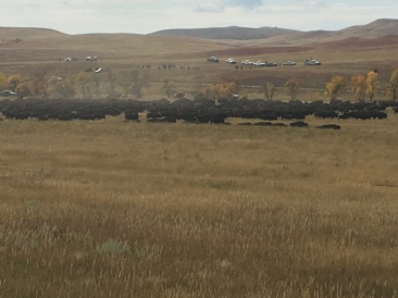 2017-09-29-Custer-State-Park-Buffalo-Roundup-22.JPG