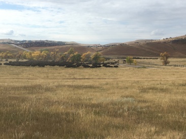 2017-09-29-Custer-State-Park-Buffalo-Roundup-23.JPG