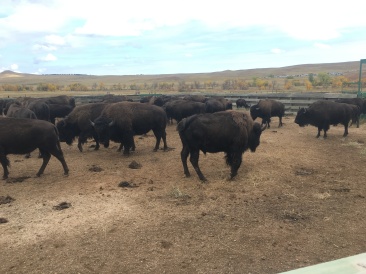 2017-09-29-Custer-State-Park-Buffalo-Roundup-24.JPG
