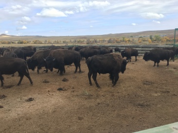 2017-09-29-Custer-State-Park-Buffalo-Roundup-25.JPG