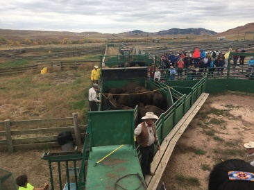 2017-09-29-Custer-State-Park-Buffalo-Roundup-41.JPG